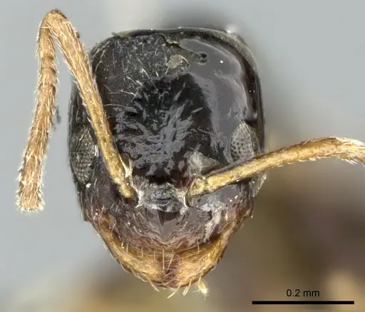 Plagiolepis rogeri specimen CASENT0906251 image casent0906251_2