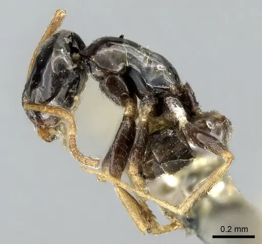 Plagiolepis rogeri specimen CASENT0906251 image casent0906251_3