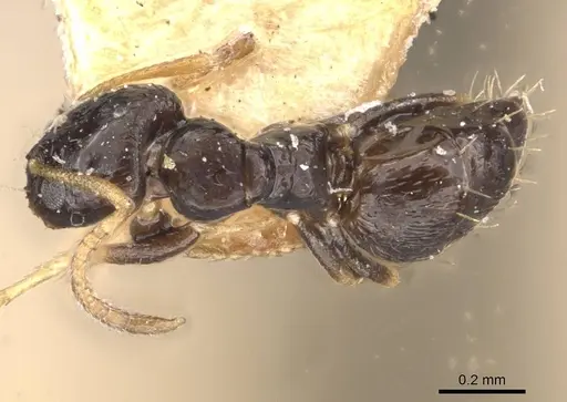 Plagiolepis rogeri specimen CASENT0909857 image casent0909857_1