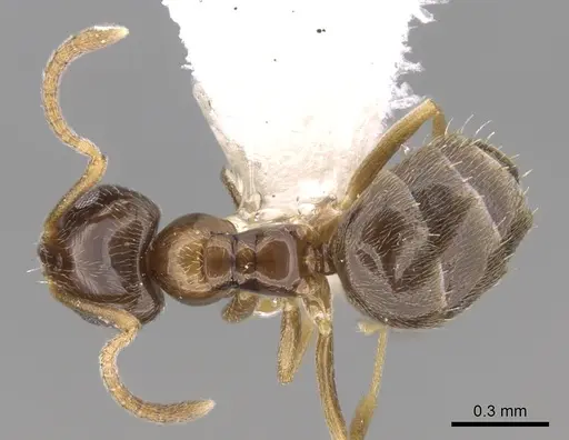 Plagiolepis schmitzii specimen CASENT0281163 image casent0281163_1
