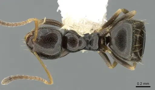 Plagiolepis schmitzii specimen CASENT0906252 image casent0906252_1