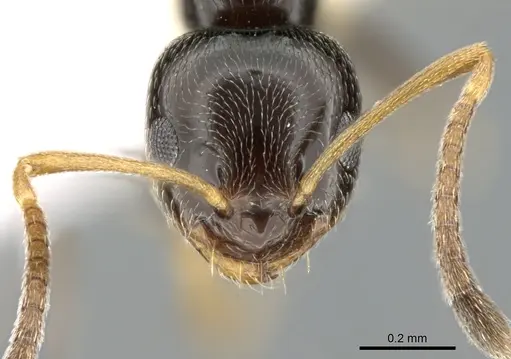 Plagiolepis schmitzii specimen CASENT0906252 image casent0906252_2