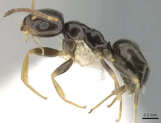 Plagiolepis schmitzii specimen CASENT0906252 image casent0906252_3