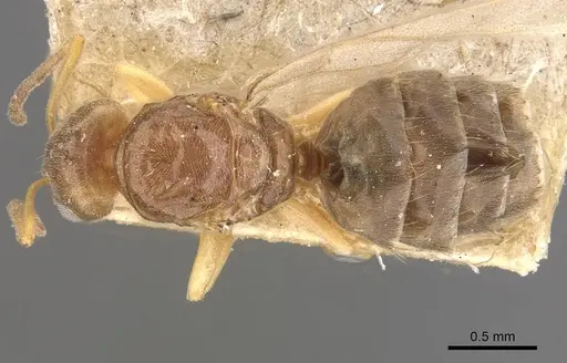 Plagiolepis schmitzii specimen CASENT0909858 image casent0909858_1