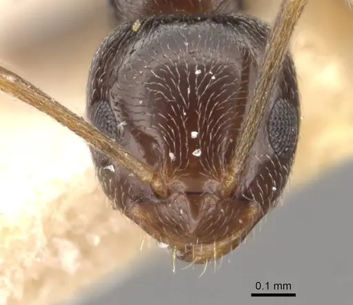 Plagiolepis schmitzii specimen CASENT0909859 image casent0909859_2