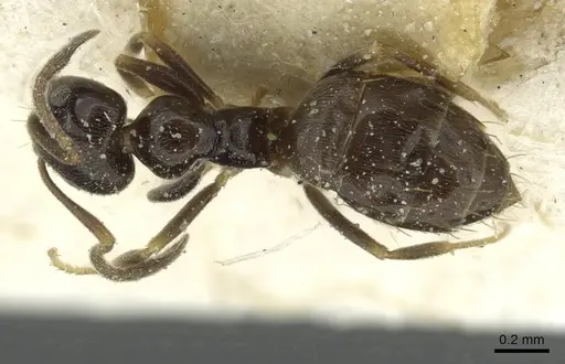 Plagiolepis schmitzii specimen CASENT0912431 image casent0912431_1