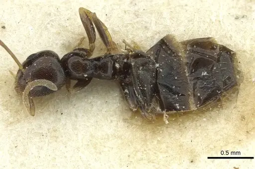 Plagiolepis schmitzii specimen CASENT0912432 image casent0912432_1