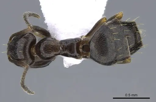 Plagiolepis schmitzii specimen CASENT0914829 image casent0914829_1