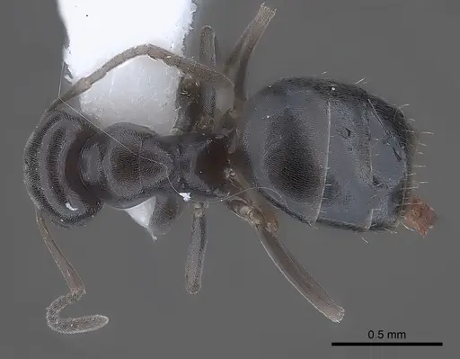 Plagiolepis squamulosa specimen CASENT0217738 image casent0217738_1