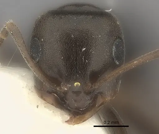 Plagiolepis squamulosa specimen CASENT0217738 image casent0217738_2