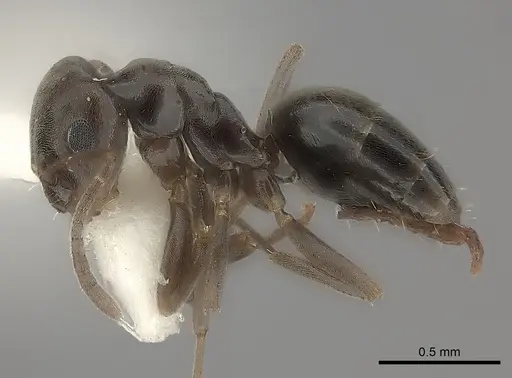 Plagiolepis squamulosa specimen CASENT0217738 image casent0217738_3