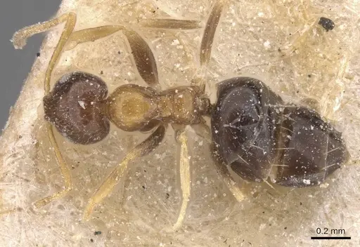 Plagiolepis vanderkelleni specimen CASENT0912412 image casent0912412_1