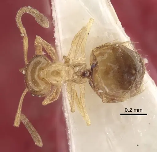 Plagiolepis vladileni specimen CASENT0917485 image casent0917485_1