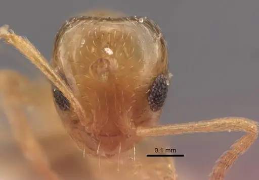Plagiolepis vladileni specimen CASENT0917485 image casent0917485_3