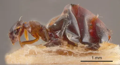 Plagiolepis wilsoni specimen ANTWEB1008139 image antweb1008139_2
