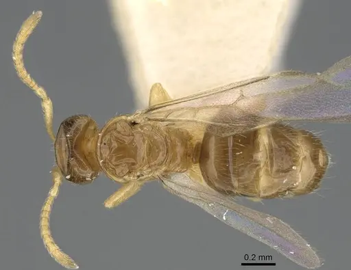 Plagiolepis xene specimen KG01248B-2 image kg01248b-2_1