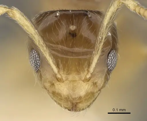 Plagiolepis xene specimen KG01248B-2 image kg01248b-2_2