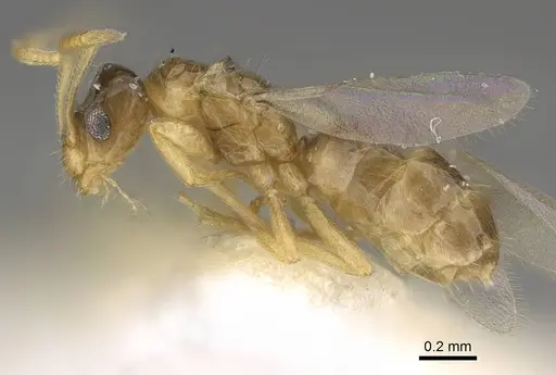 Plagiolepis xene specimen KG01248B-2 image kg01248b-2_3