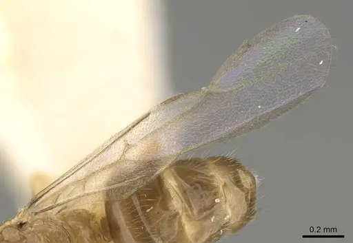 Plagiolepis xene specimen KG01248B-2 image kg01248b-2_4