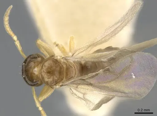 Plagiolepis xene specimen KG01248B-3 image kg01248b-3_1