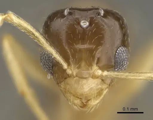 Plagiolepis xene specimen KG01248B-3 image kg01248b-3_2