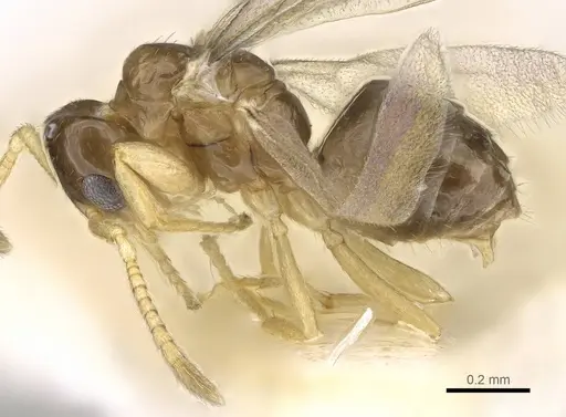 Plagiolepis xene specimen KG01248B-3 image kg01248b-3_3