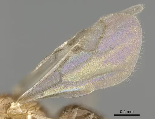 Plagiolepis xene specimen KG01248B-3 image kg01248b-3_4