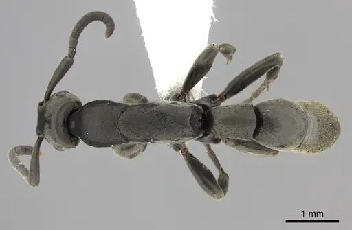 Platythyrea angusta specimen CASENT0260471 image casent0260471_1