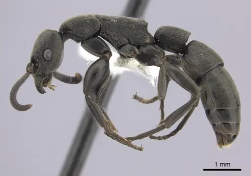 Platythyrea angusta specimen CASENT0260471 image casent0260471_3