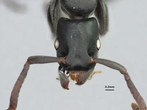 Platythyrea angusta specimen CASENT0882095 image casent0882095_2