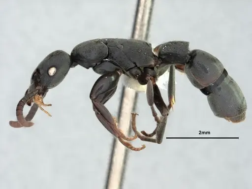 Platythyrea angusta specimen CASENT0882095 image casent0882095_3