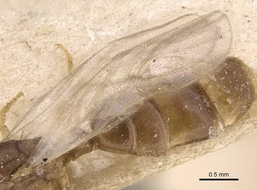 Platythyrea angusta specimen CASENT0907126 image casent0907126_4