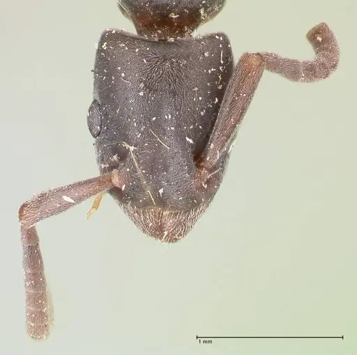 Platythyrea angusta specimen FOCOL0859 image focol0859_2