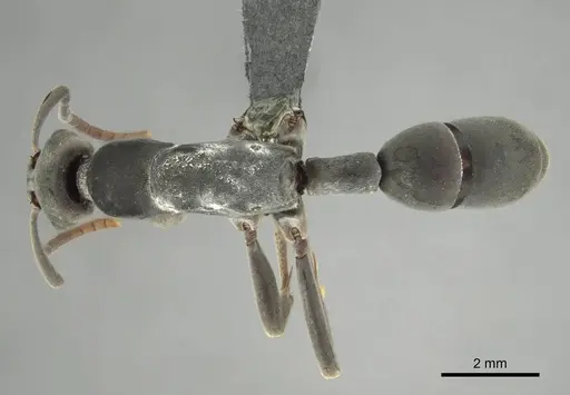 Platythyrea arnoldi specimen CASENT0250350 image casent0250350_1