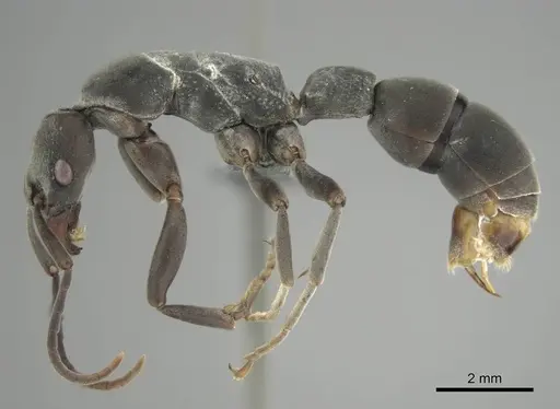Platythyrea arnoldi specimen CASENT0250350 image casent0250350_4