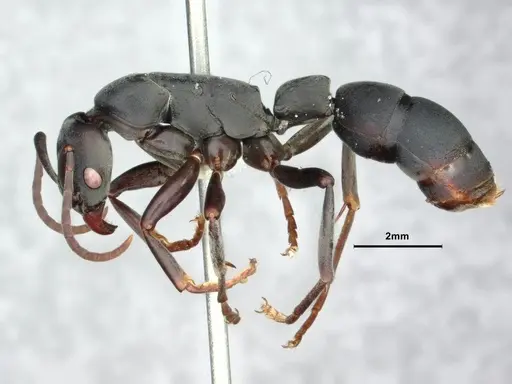 Platythyrea arnoldi specimen CASENT0842276 image casent0842276_3