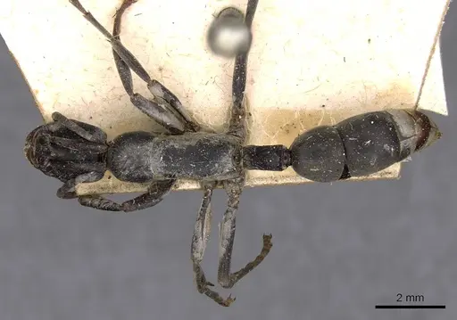 Platythyrea arnoldi specimen CASENT0907101 image casent0907101_1