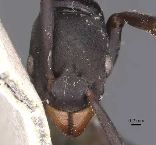 Platythyrea arnoldi specimen RMCAENT000017721 image rmcaent000017721_2