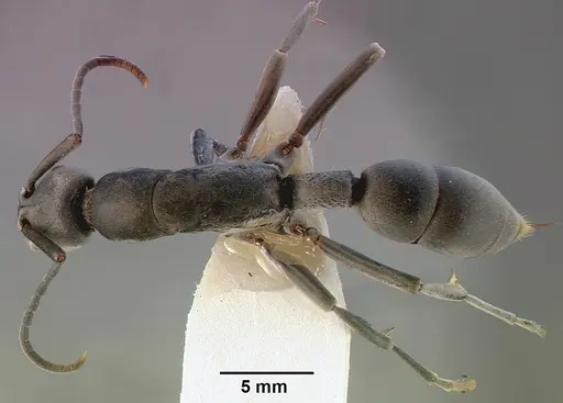 Platythyrea arnoldi specimen SAM-HYM-C000534A image sam-hym-c000534a_1