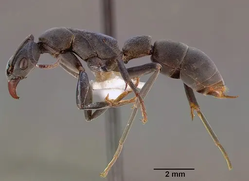 Platythyrea arnoldi specimen SAM-HYM-C000534A image sam-hym-c000534a_3