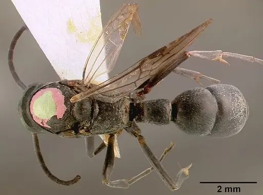 Platythyrea arnoldi specimen SAM-HYM-C000559A image sam-hym-c000559a_1