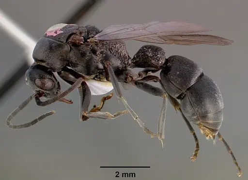 Platythyrea arnoldi specimen SAM-HYM-C000559A image sam-hym-c000559a_3
