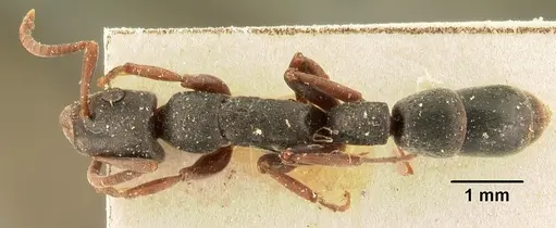 Platythyrea arthuri specimen CASENT0101718 image casent0101718_1