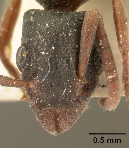 Platythyrea arthuri specimen CASENT0101718 image casent0101718_2