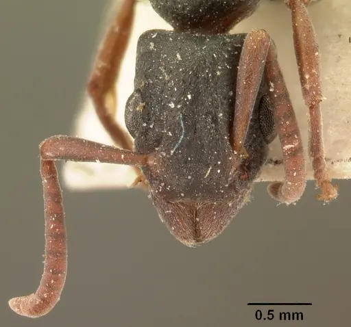 Platythyrea arthuri specimen CASENT0101718 image casent0101718_3