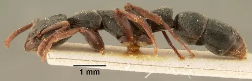 Platythyrea arthuri specimen CASENT0101718 image casent0101718_4