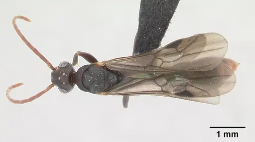 Platythyrea arthuri specimen CASENT0132466 image casent0132466_1