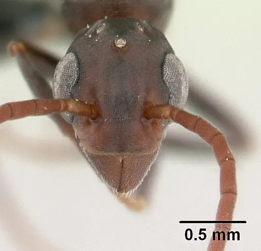 Platythyrea arthuri specimen CASENT0132466 image casent0132466_2