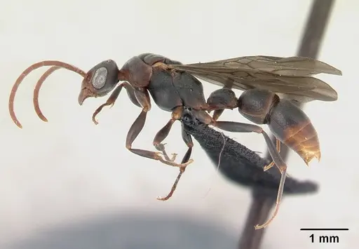 Platythyrea arthuri specimen CASENT0132466 image casent0132466_3