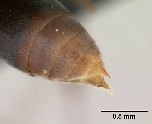 Platythyrea arthuri specimen CASENT0132466 image casent0132466_4